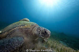 Green female turtle taken in Na'ama Bay. by Stephan Kerkhofs 